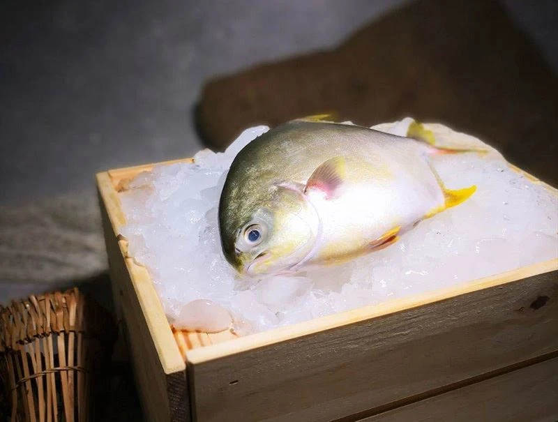 Golden-Pomfret-fresh-800px