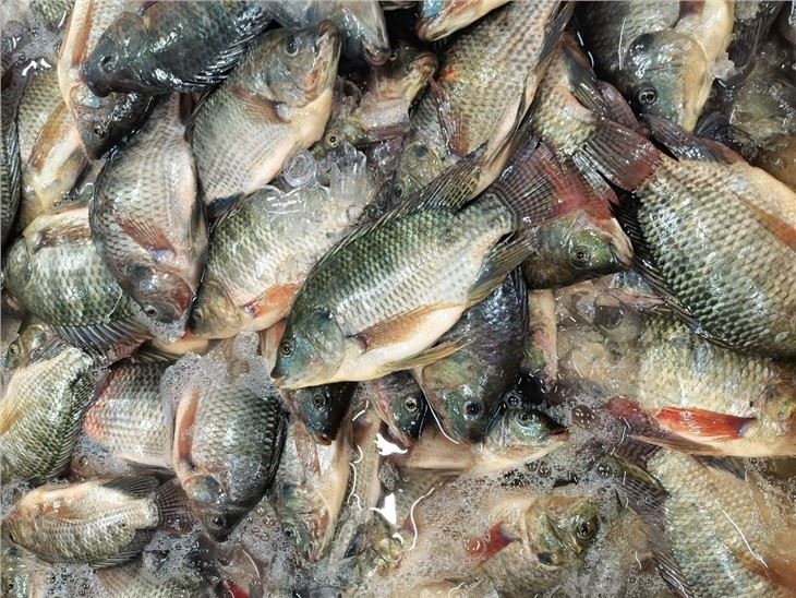 black tilapia