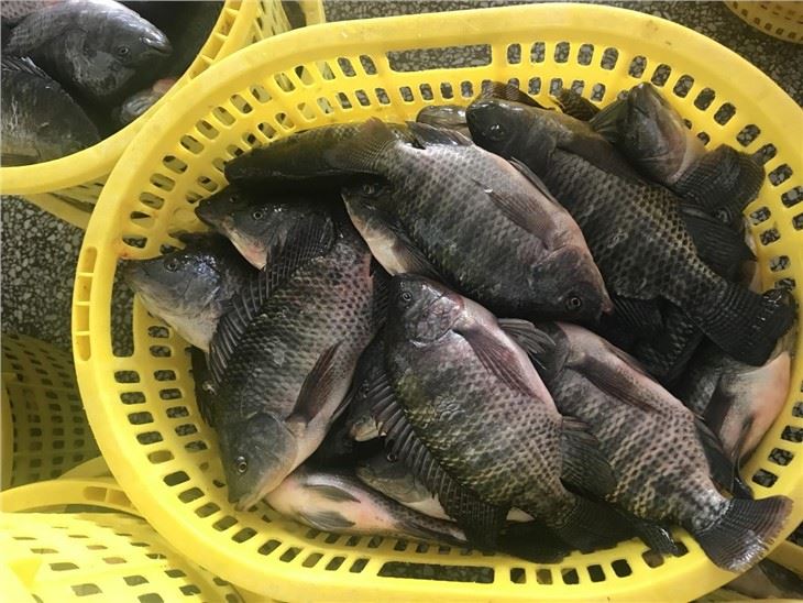 black tilapia