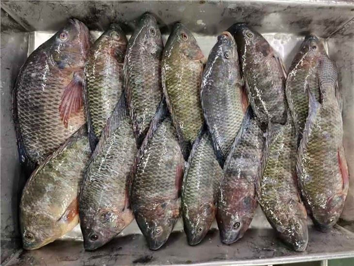 black tilapia