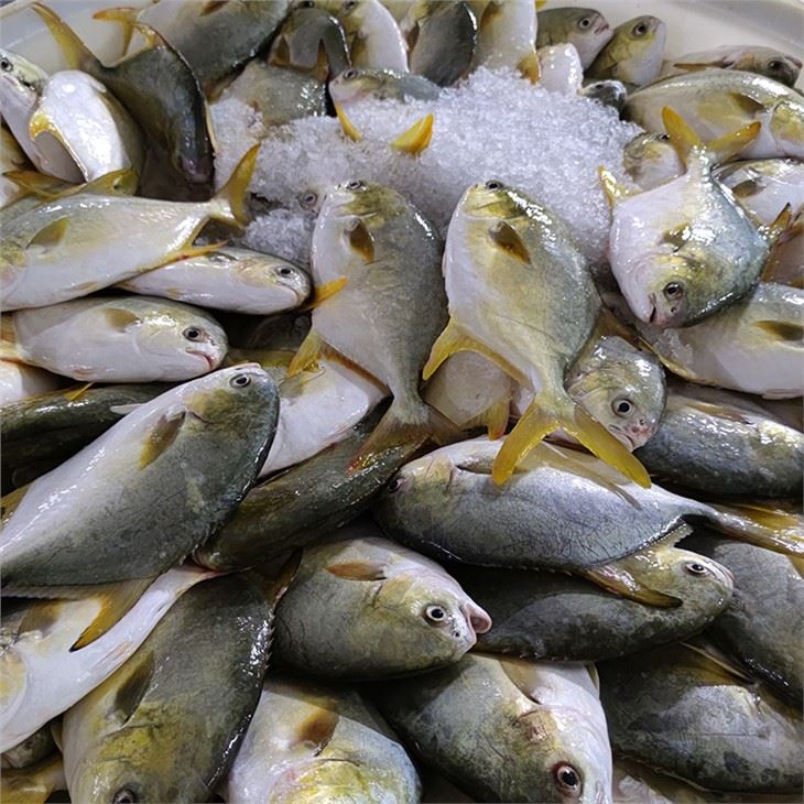 Frozen Golden Pompano Direct Supplier