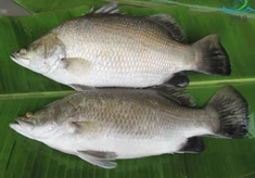 Rio Seabass congelado