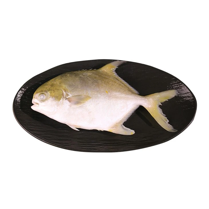 Fornecedor direto golden pompano congelado