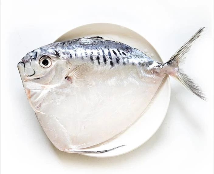 FROZEN MOONFISH - Mene Maculata