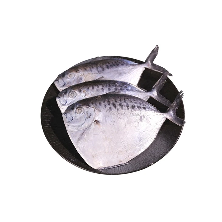PEIXE-LUA CONGELADO - Mene Maculata