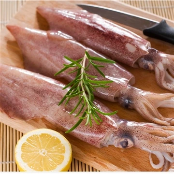 Chilean Squid Exports Surge