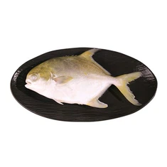China Amarelo Pompano