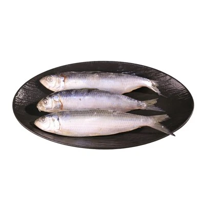 Sardinops Melanostictus Congelados