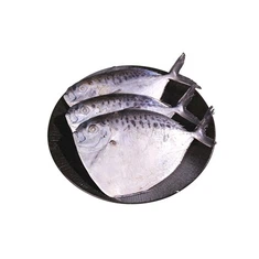 Mene Maculata