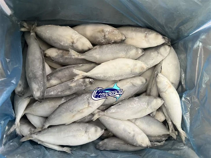 Frozen Decapterus Maruadsi Fish high quality
