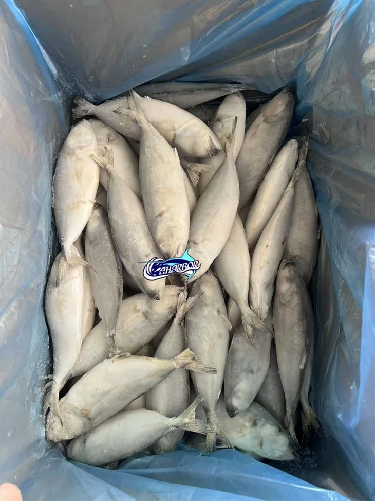 Frozen Decapterus Maruadsi Fish best