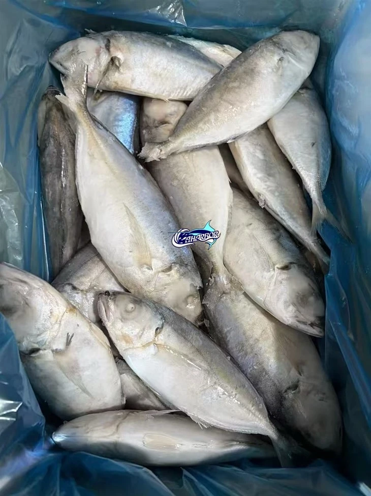 Frozen Decapterus Maruadsi Fish suppliers