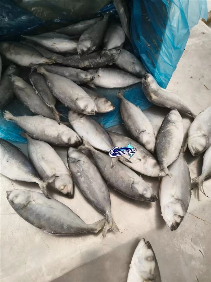 Frozen Decapterus Maruadsi Fish factory