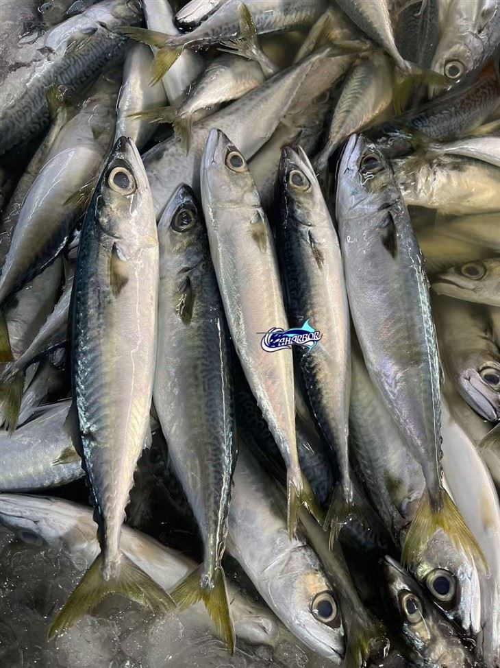 Sea Frozen For Pacific Mackerel high quality