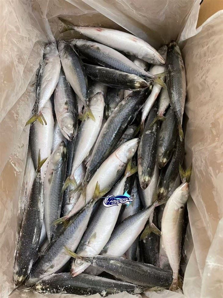 Sea Frozen For Pacific Mackerel factory