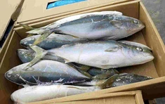 PEIXE DE LARANJA CONGELADO
