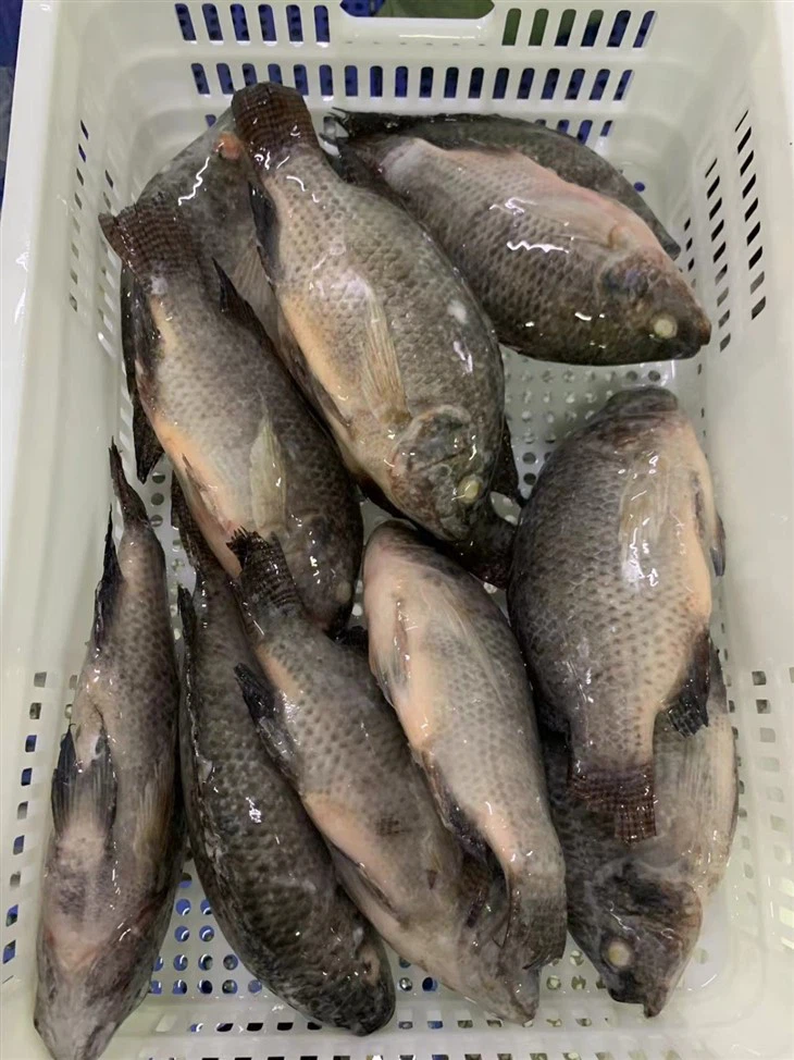 The Frozen Tilapia Health Benefits